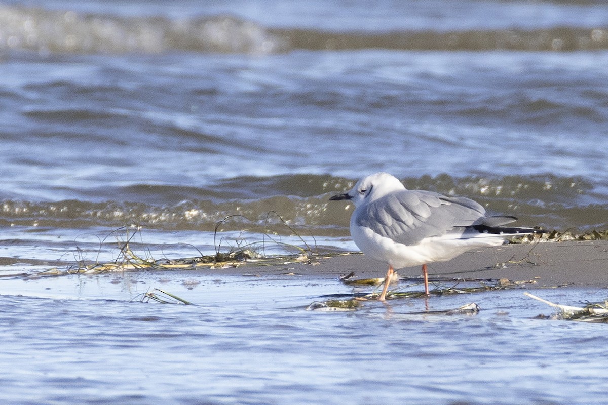 Bonaparte's Gull - ML643780710