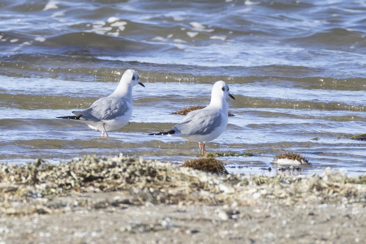 Bonaparte's Gull - ML643780711
