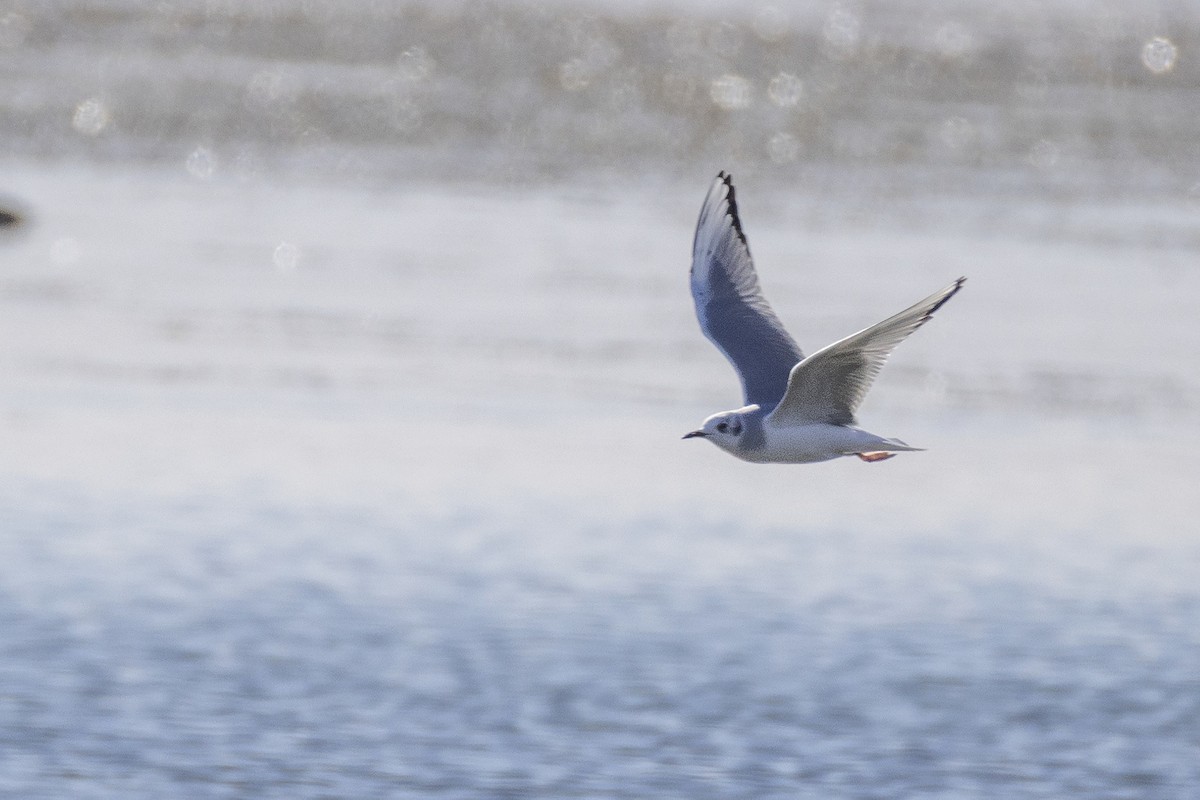 Bonaparte's Gull - ML643780712