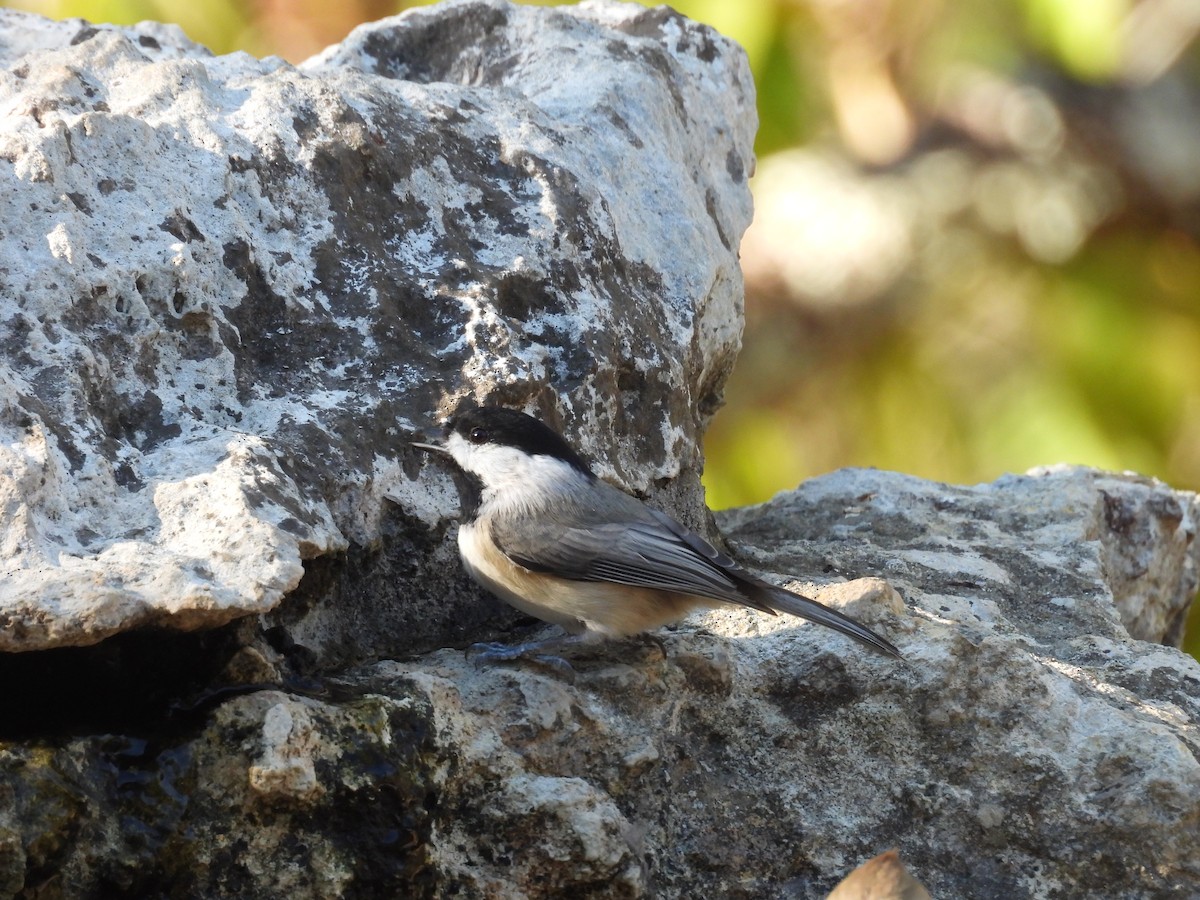 Carolina Chickadee - ML643780713