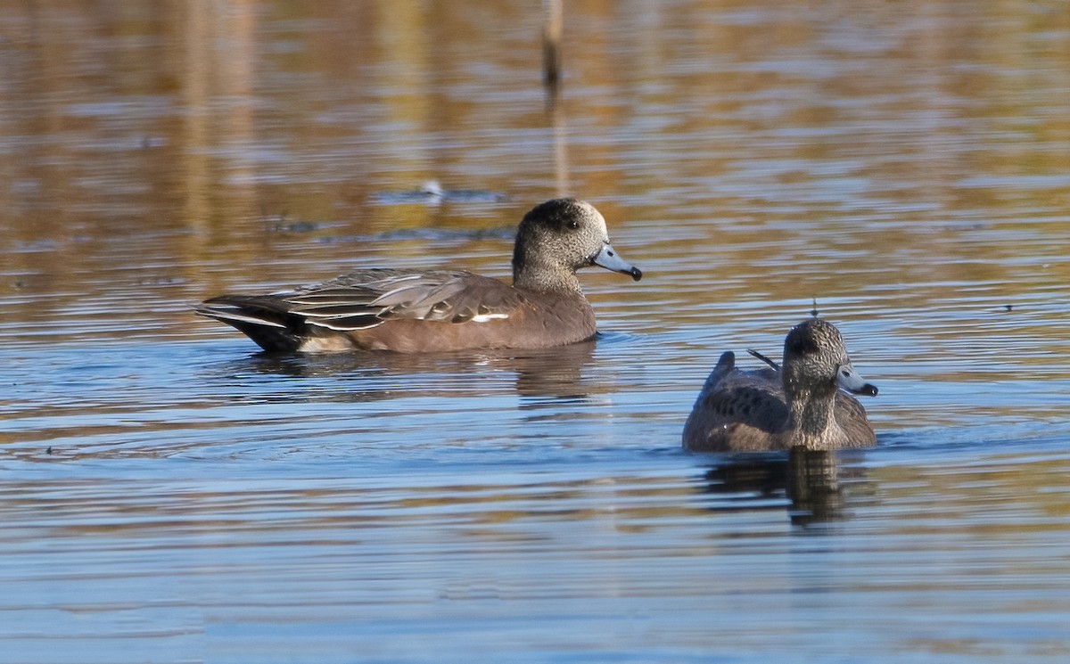 American Wigeon - ML643780716