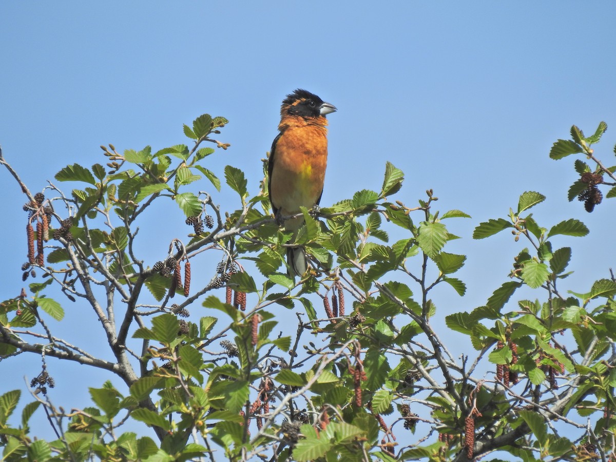 Black-headed Grosbeak - ML643780719