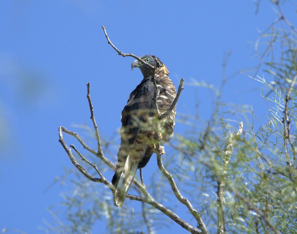 Bec-en-croc de Temminck - ML643780745