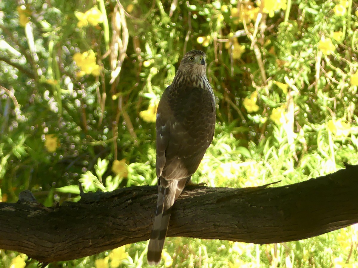 Cooper's Hawk - ML643780746