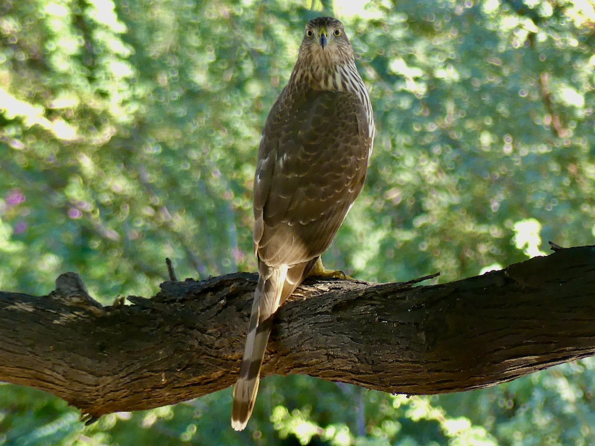 Cooper's Hawk - ML643780747