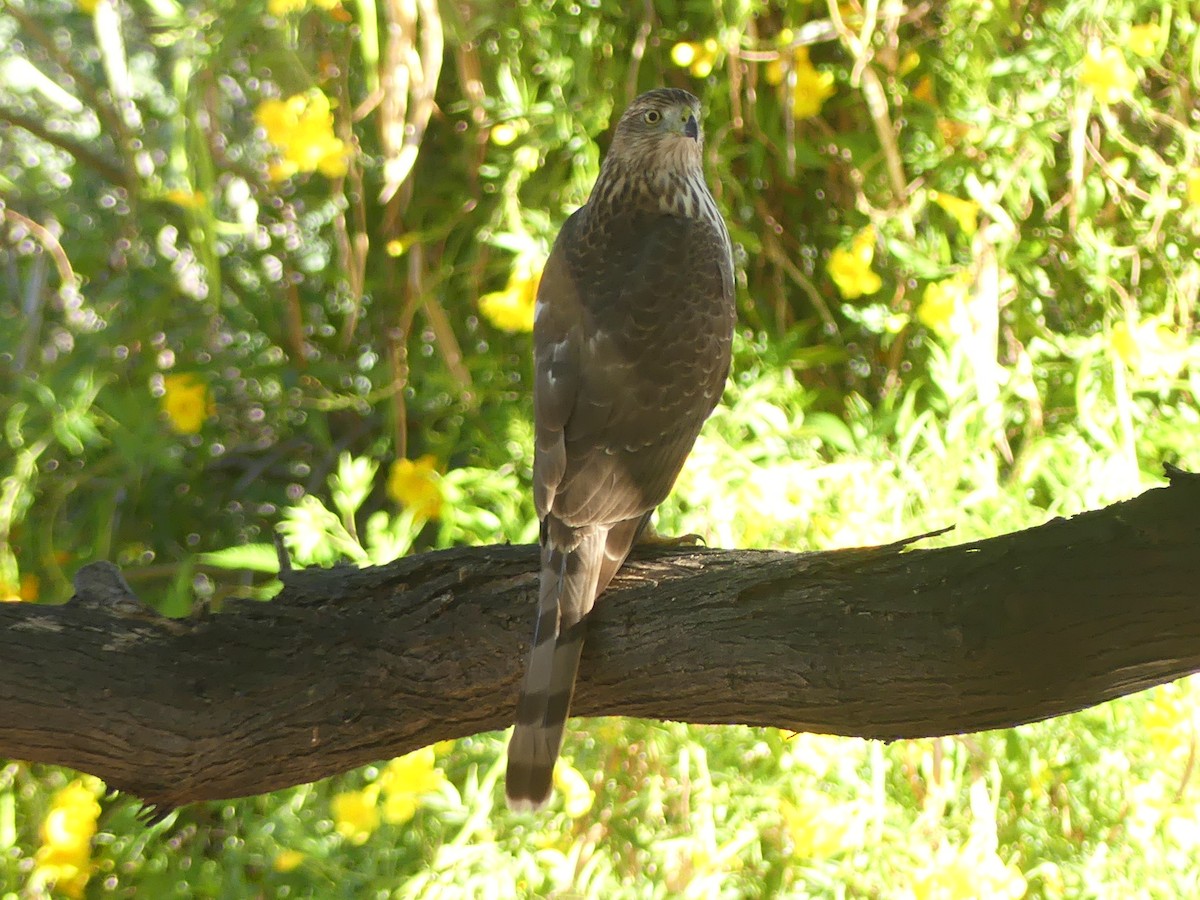 Cooper's Hawk - ML643780748