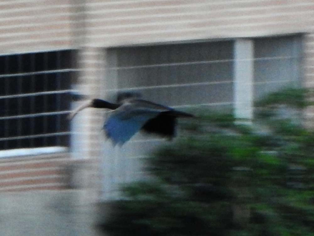 Ibis Afeitado - ML643780757