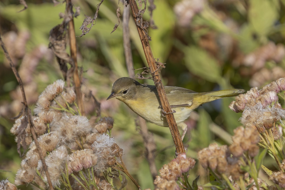 Common Yellowthroat - ML643780762