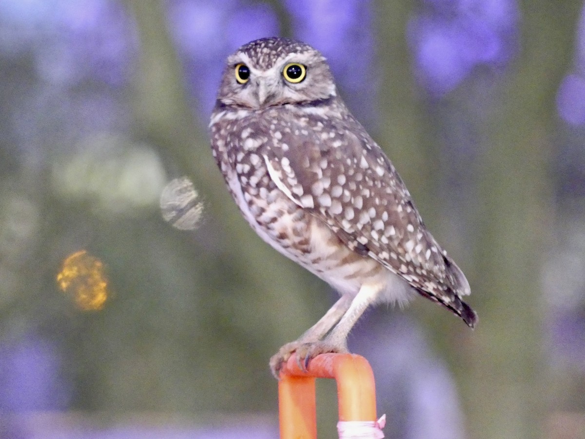 Burrowing Owl - ML643780766