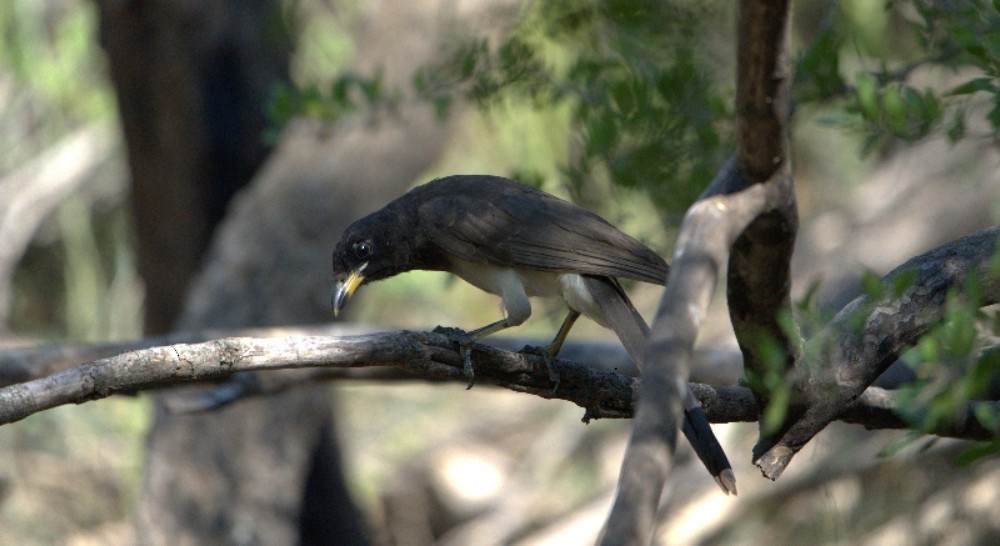 Brown Jay - ML643780767