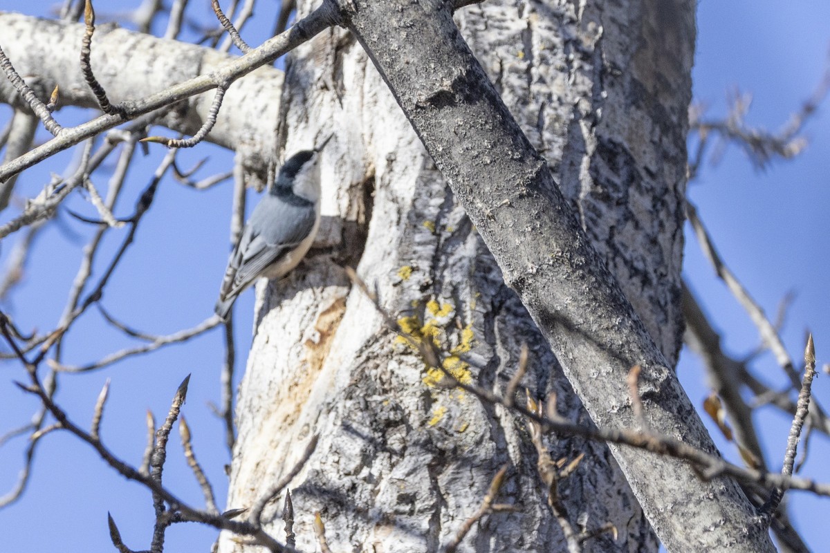 White-breasted Nuthatch - ML643780777