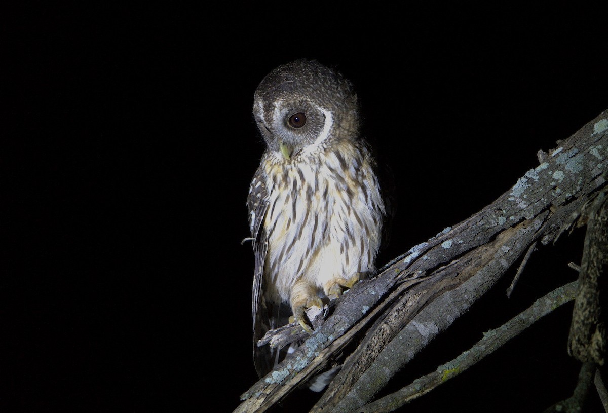 Mottled Owl - ML643780787