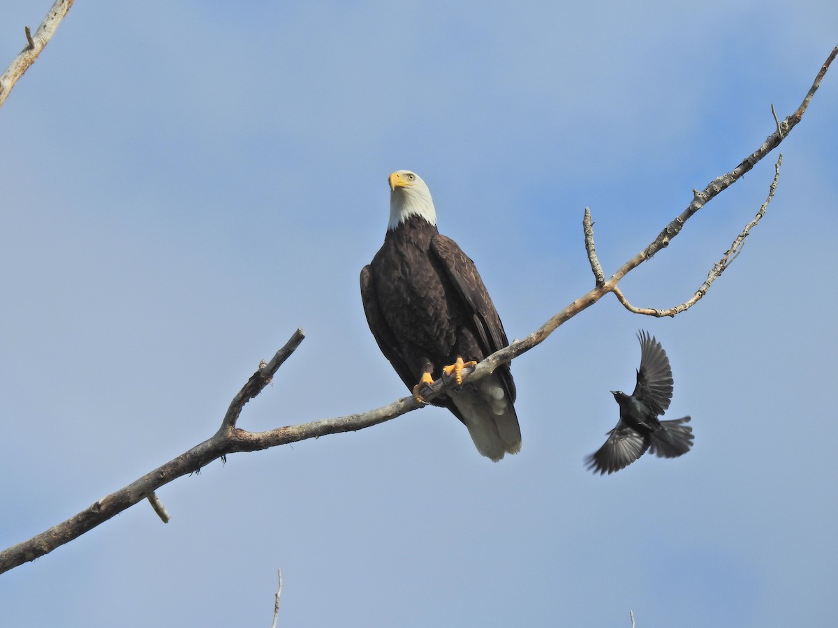 Bald Eagle - ML643780791