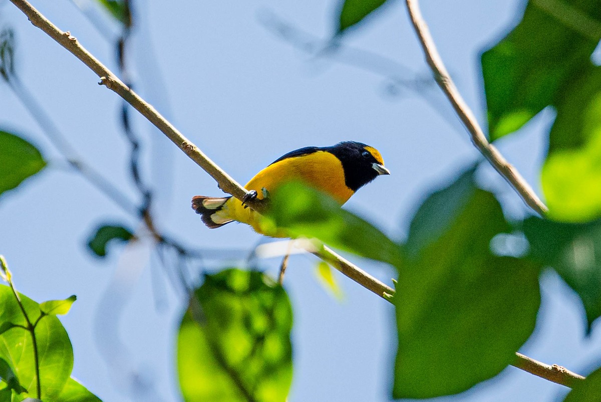 Purple-throated Euphonia - ML643780793