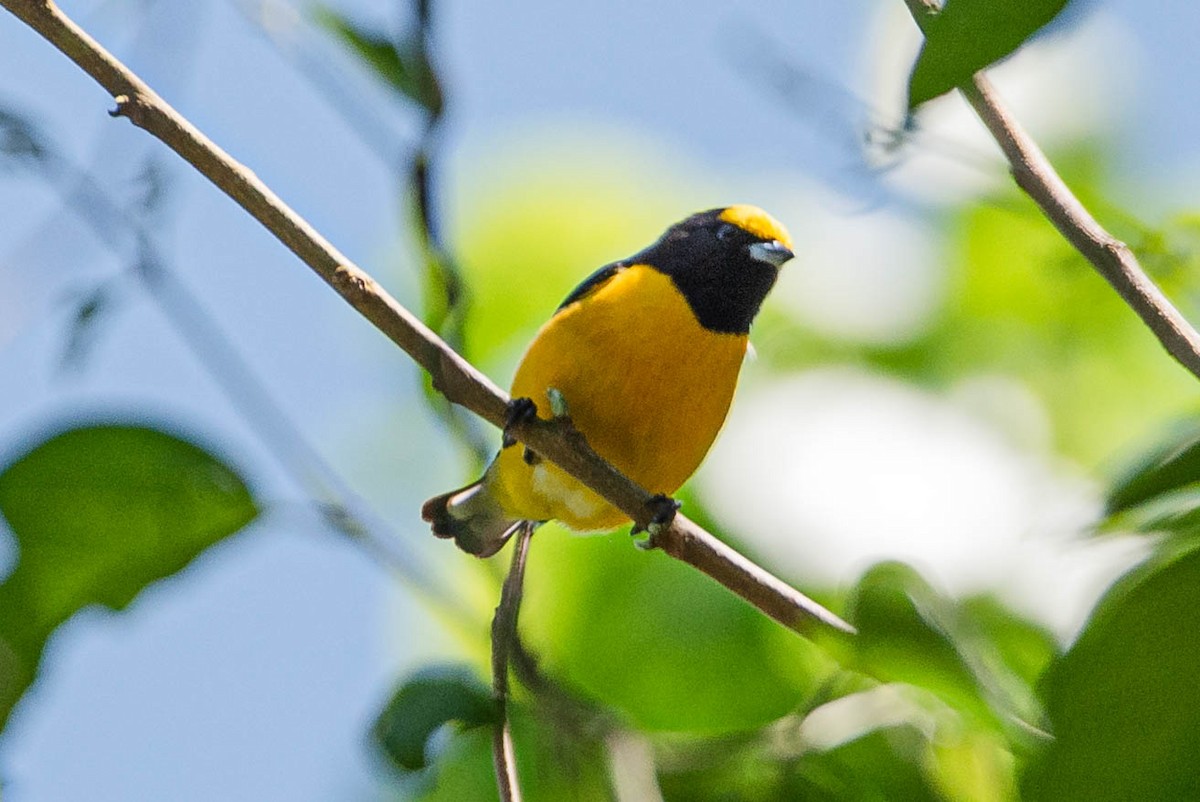 Purple-throated Euphonia - ML643780794