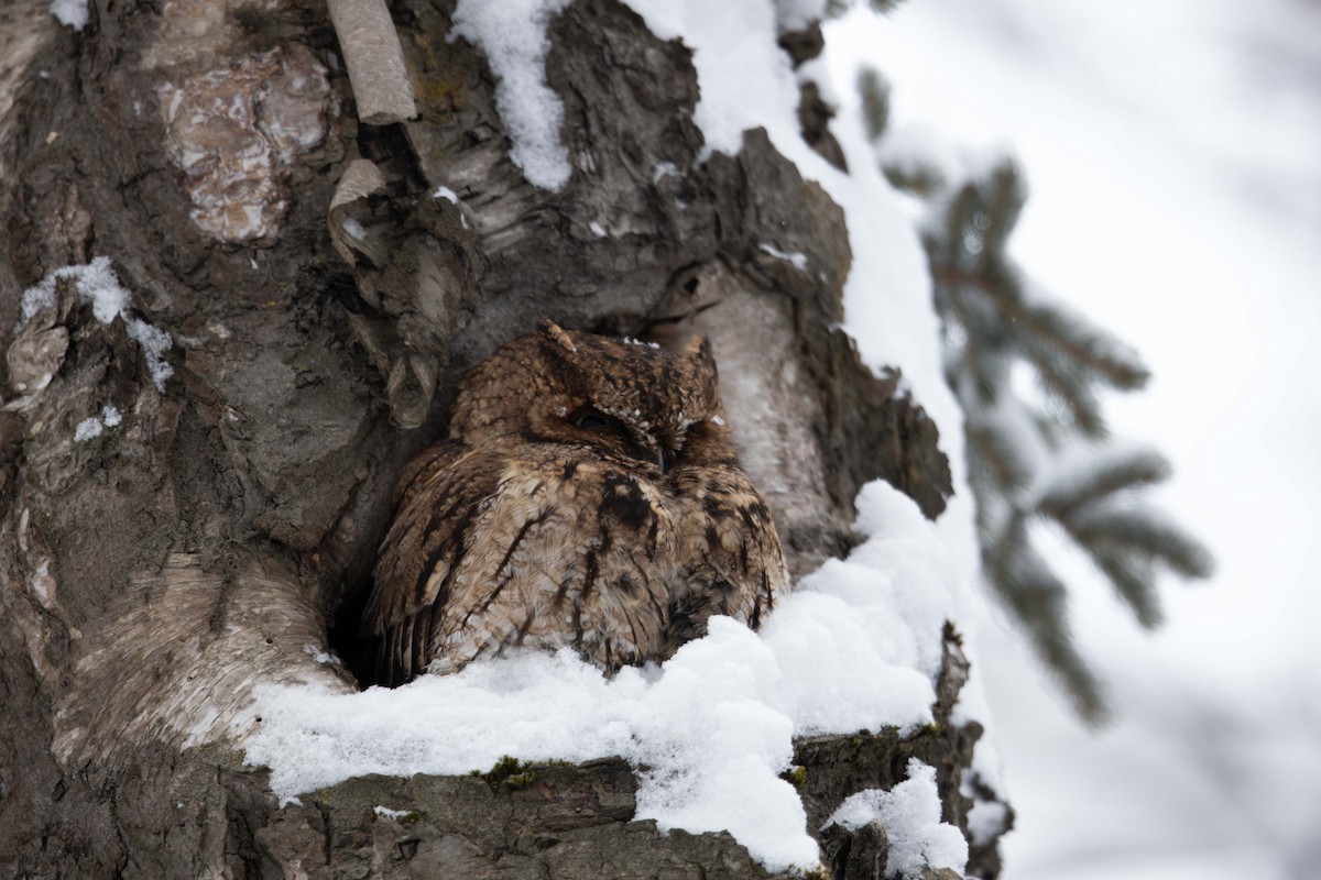 výreček západní - ML643780798