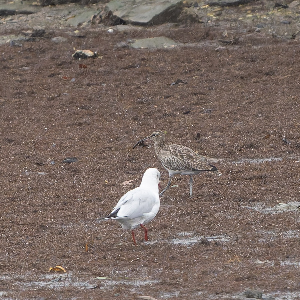 Whimbrel - ML643780811
