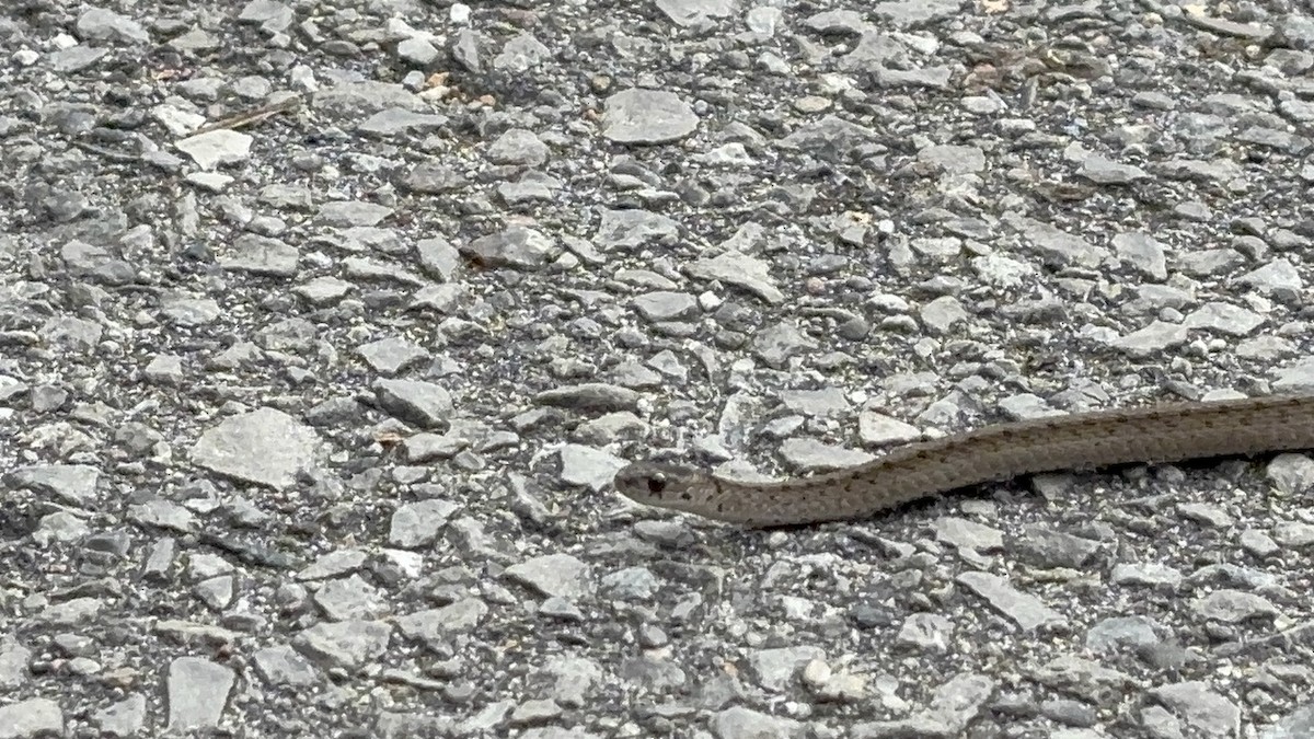 American Brown Snakes - ML643780812