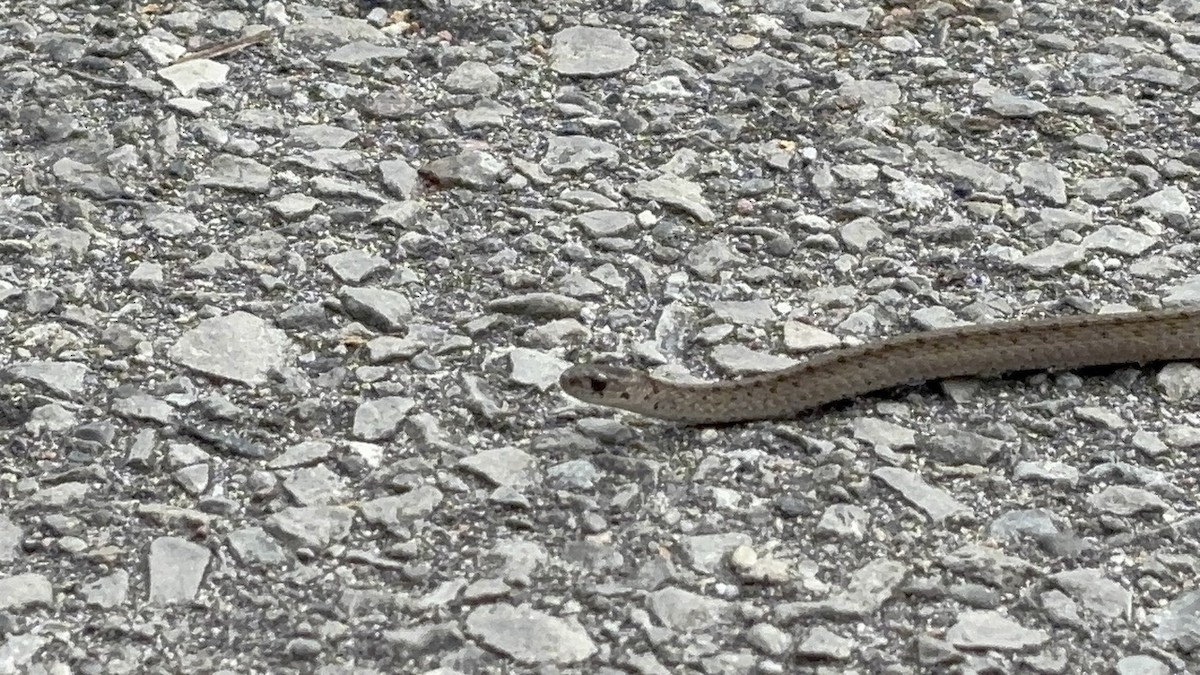 American Brown Snakes - ML643780813