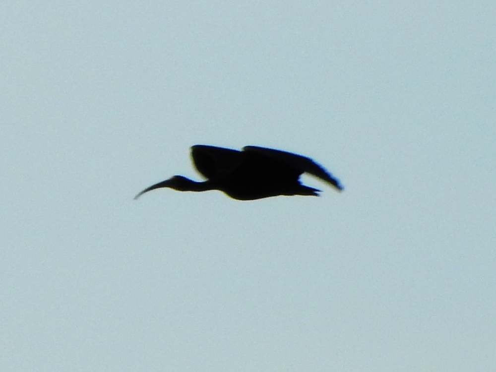 Ibis Afeitado - ML643780820