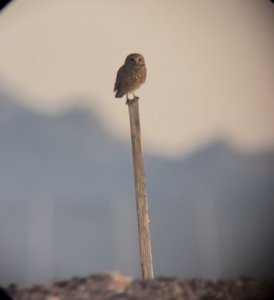 Burrowing Owl - ML643780832