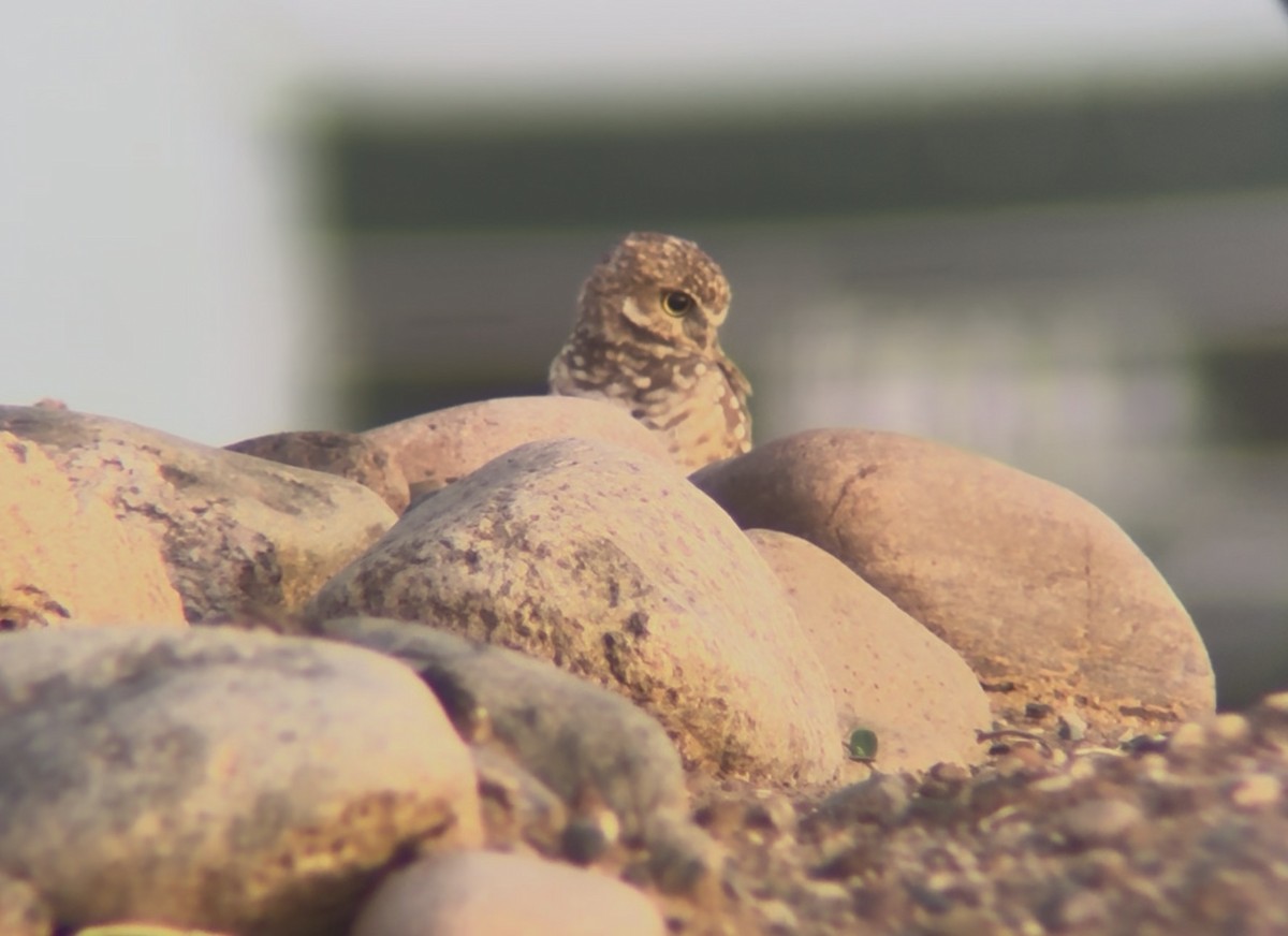 Burrowing Owl - ML643780833