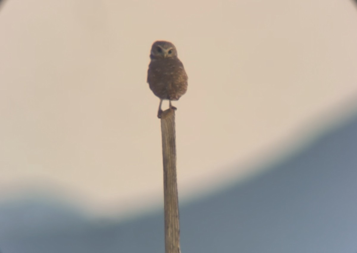 Burrowing Owl - ML643780836