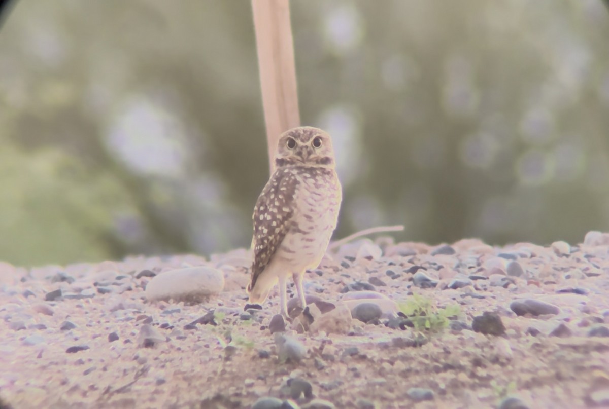 Burrowing Owl - ML643780837
