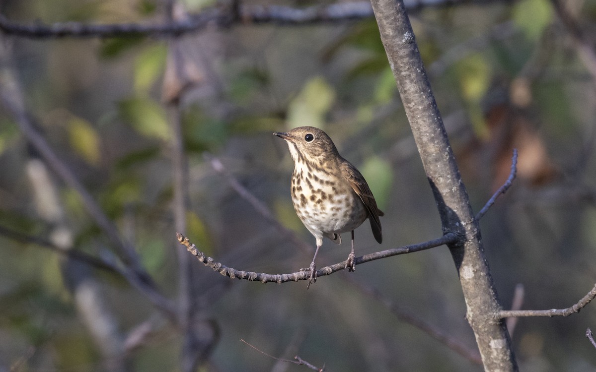 チャイロコツグミ - ML643780852