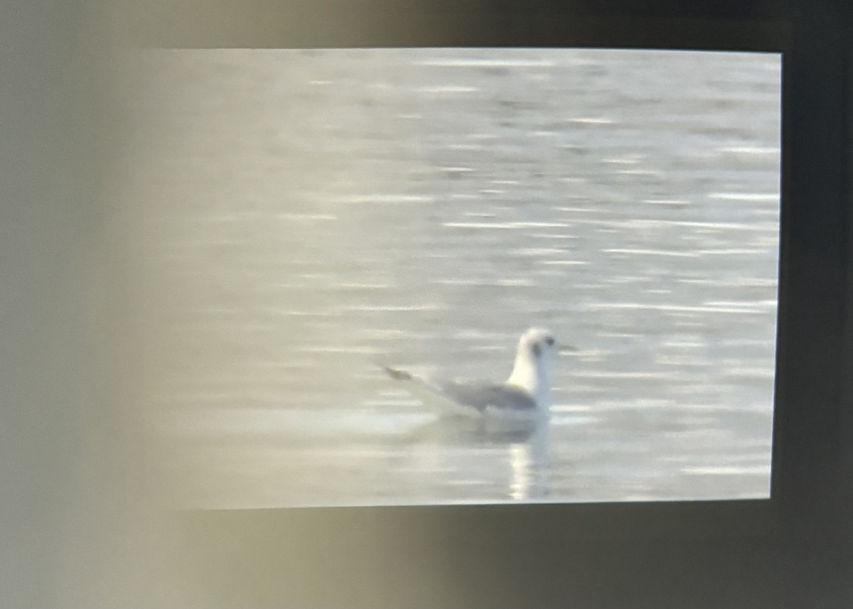 Mouette tridactyle - ML643780861