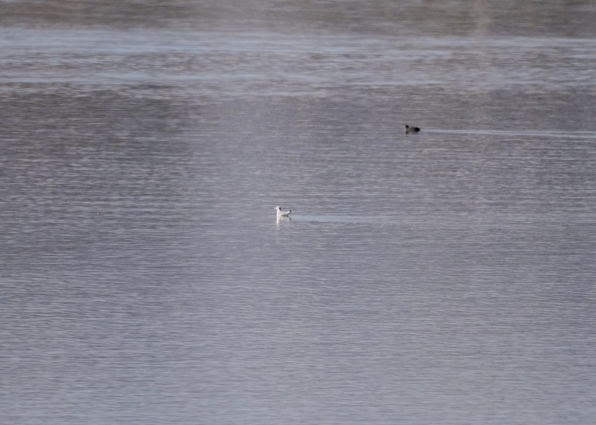 Mouette tridactyle - ML643780862