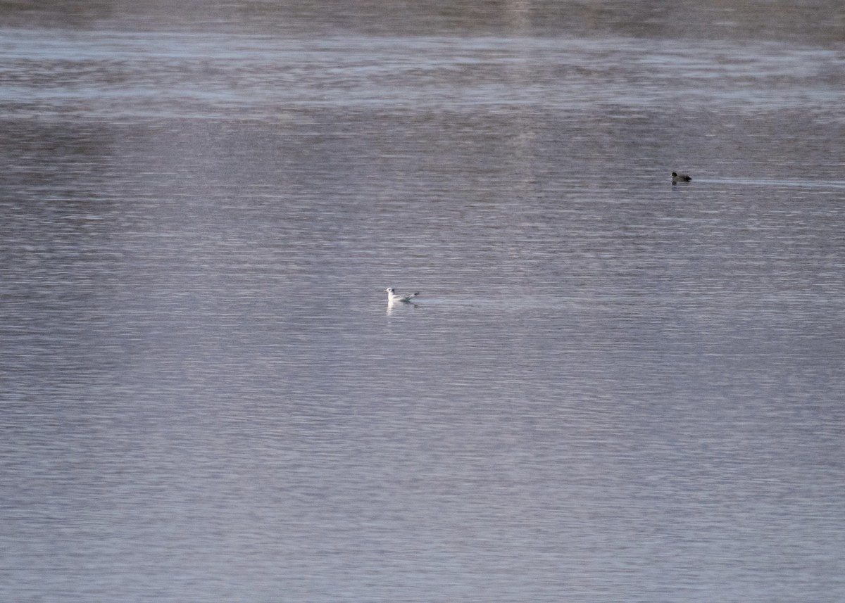 Mouette tridactyle - ML643780863