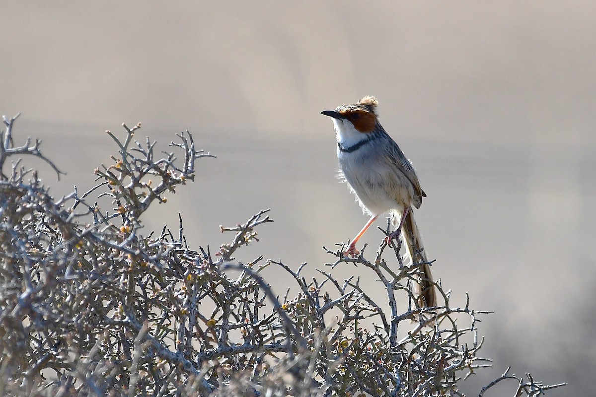 Rufous-eared Warbler - ML643780869