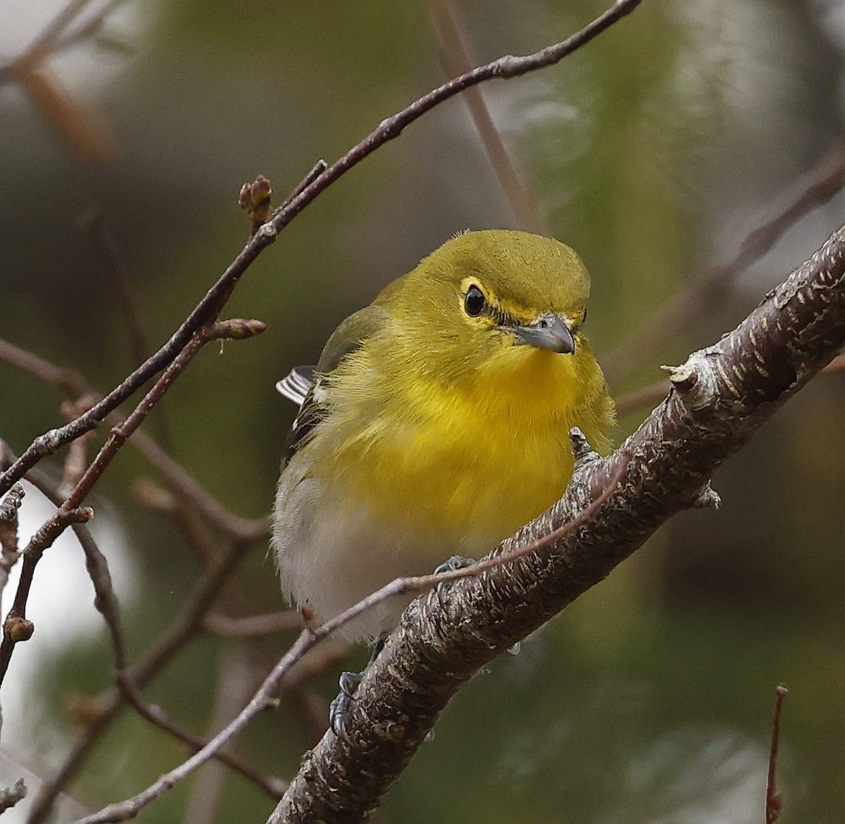 Yellow-throated Vireo - ML643780876
