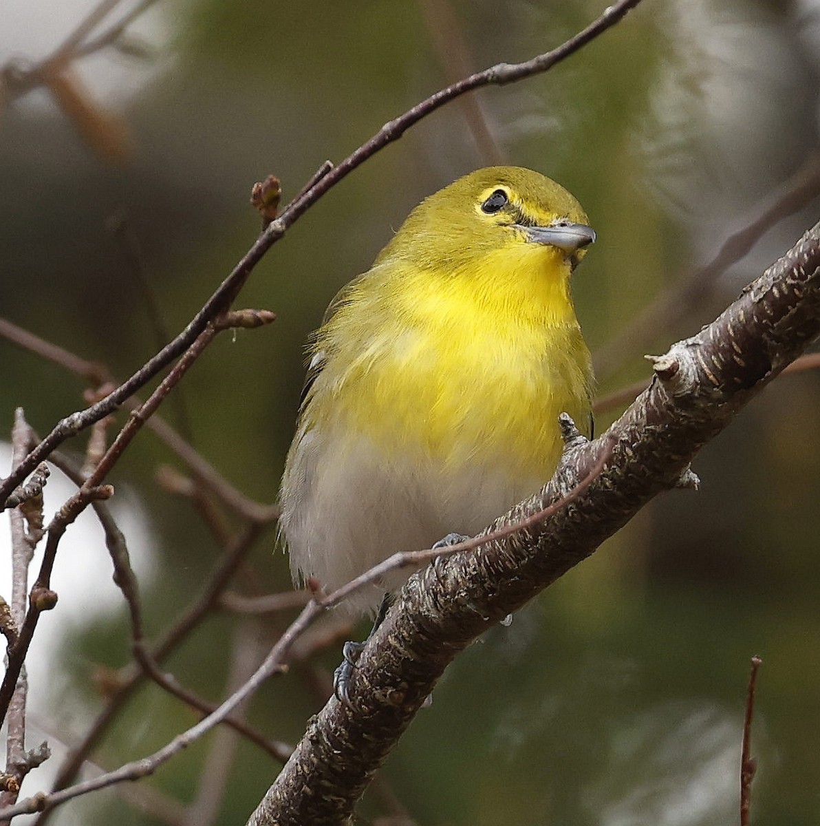 Yellow-throated Vireo - ML643780877