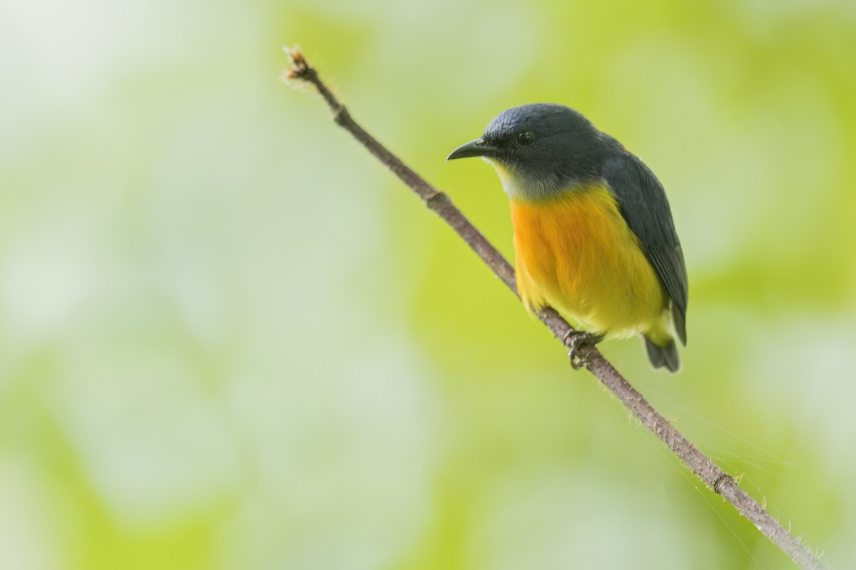 Orange-bellied Flowerpecker - ML643780891