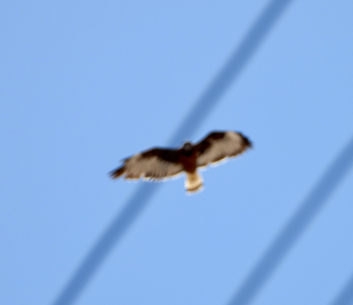 Variable Hawk - ML643780895
