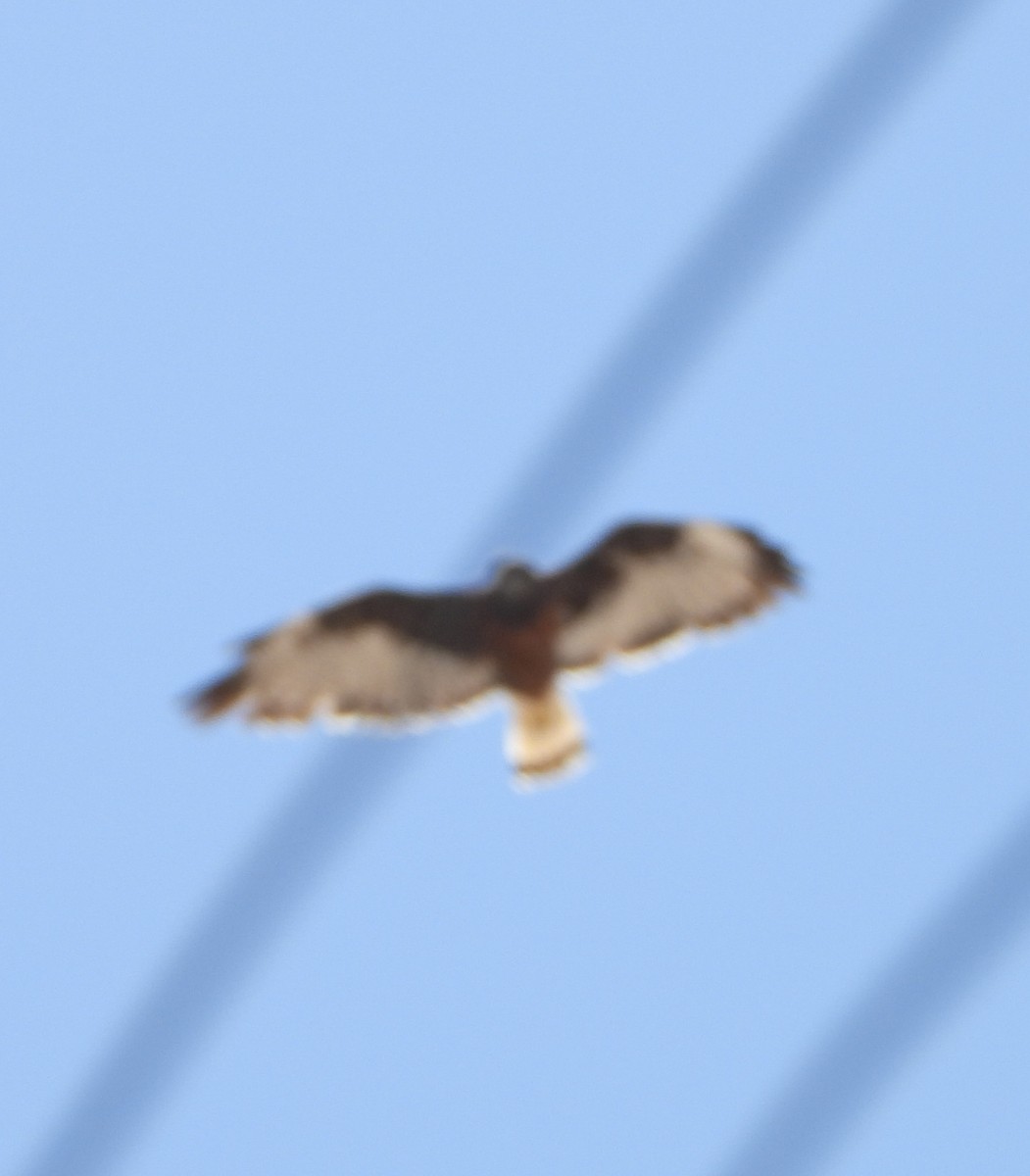 Variable Hawk - ML643780896