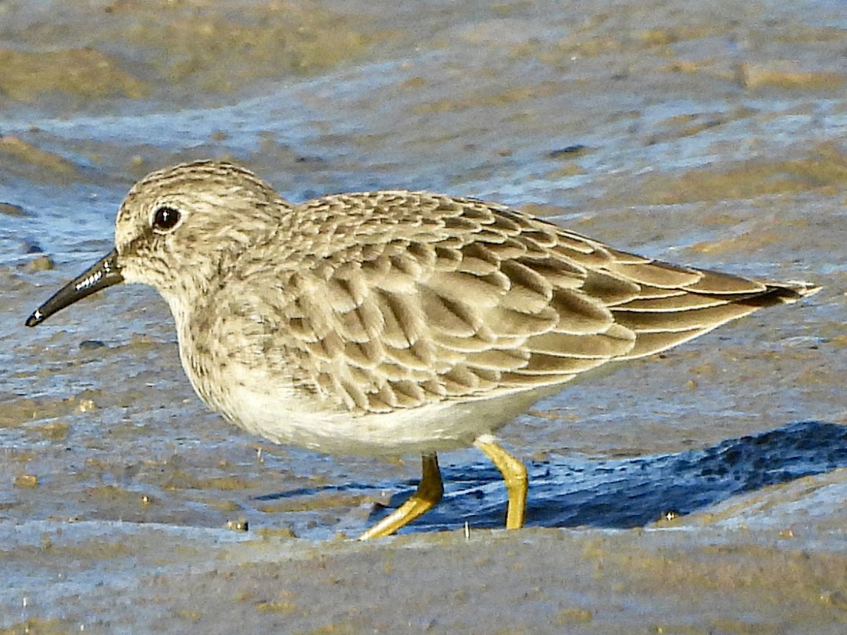 Least Sandpiper - ML643780902