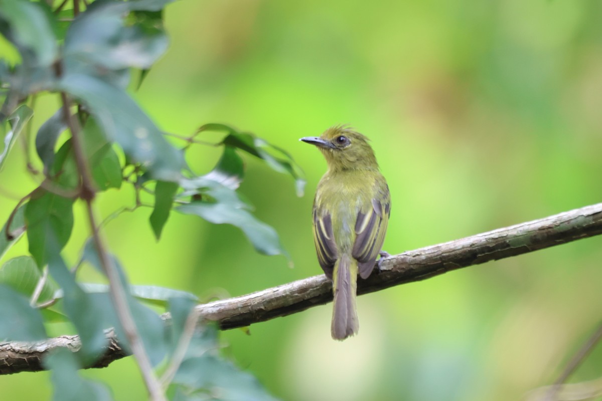 Olive-faced Flatbill - ML643780916
