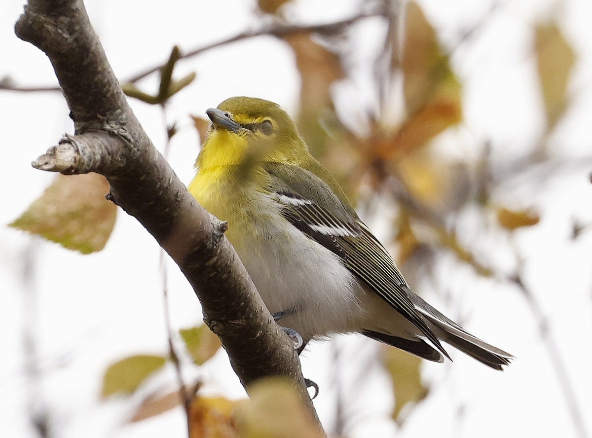 Yellow-throated Vireo - ML643780919