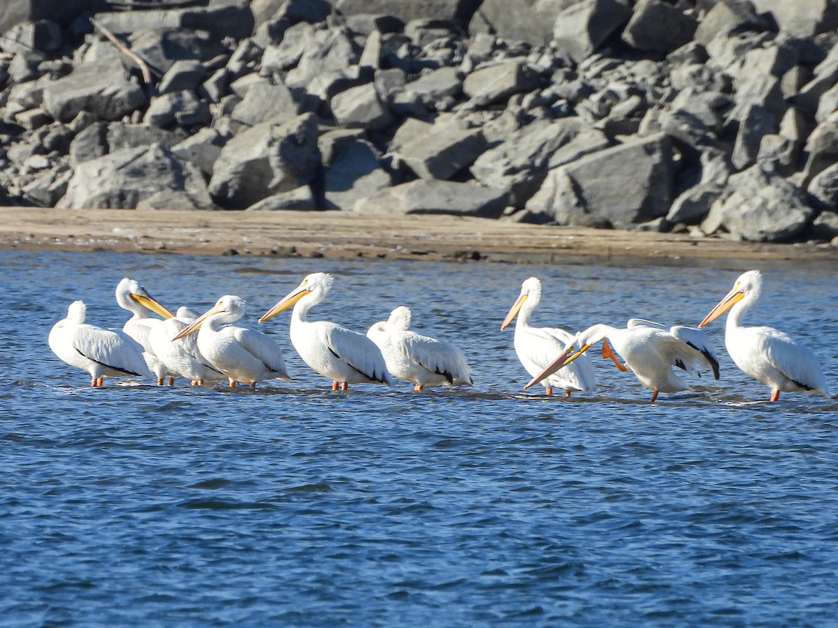American White Pelican - ML643780924