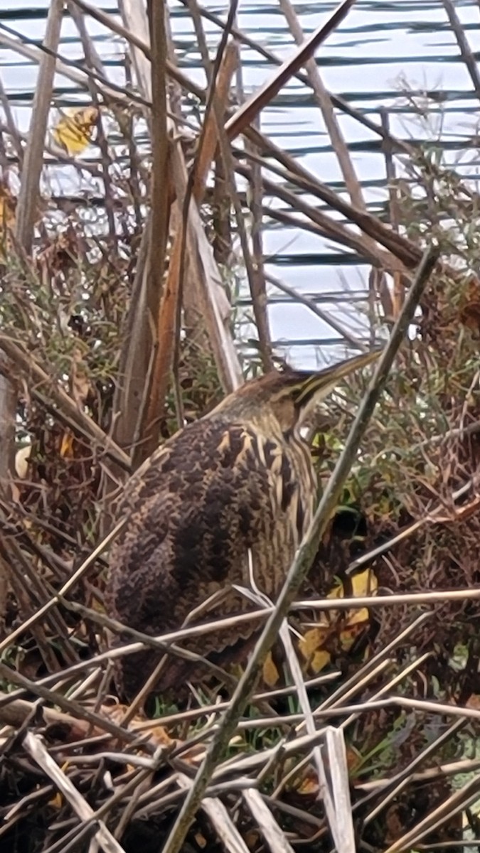 American Bittern - ML643780944