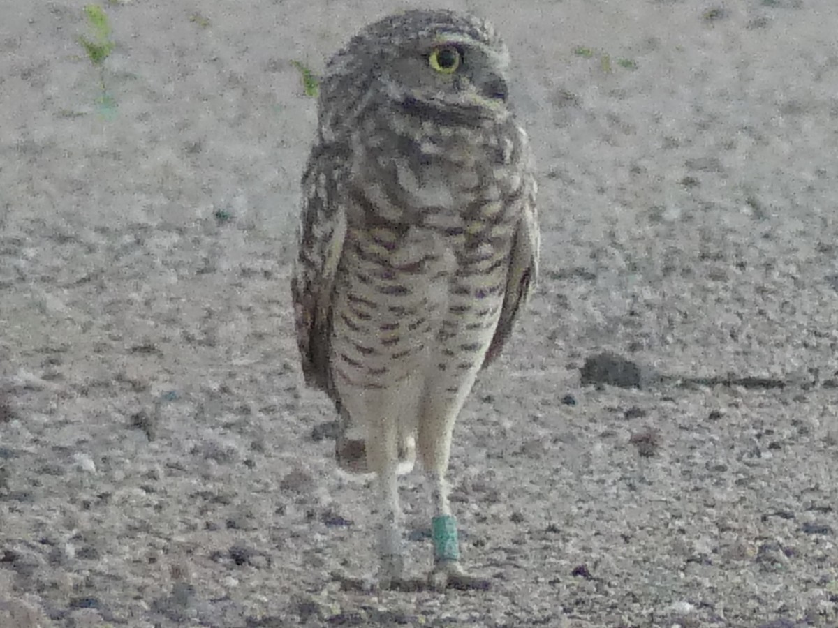 Burrowing Owl - ML643780945