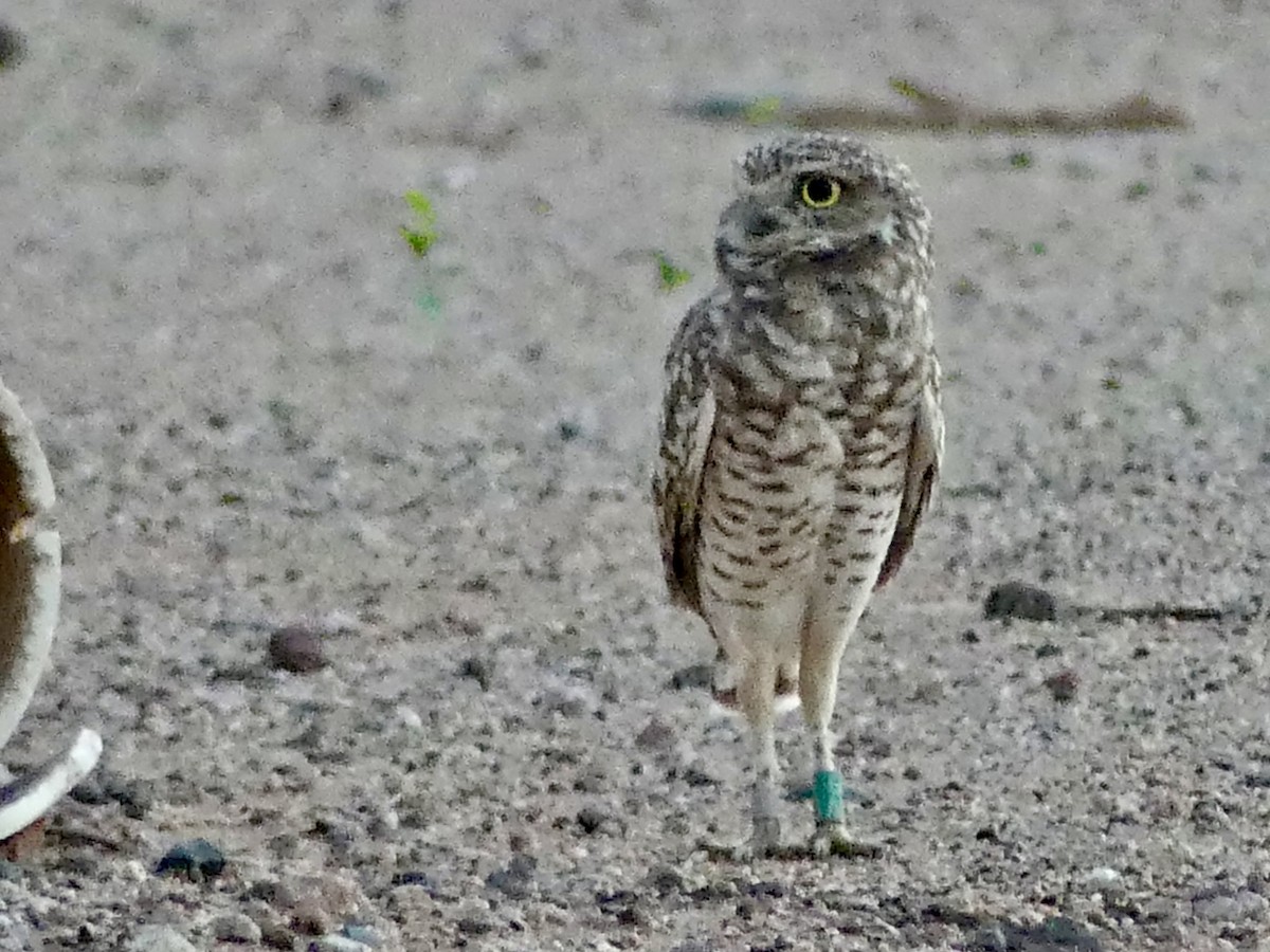 Burrowing Owl - ML643780947