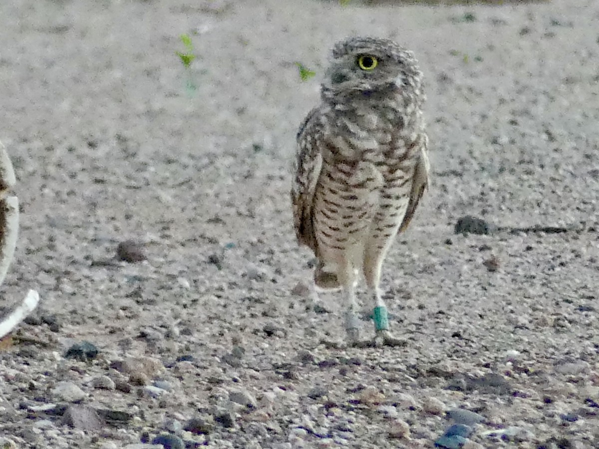 Burrowing Owl - ML643780948