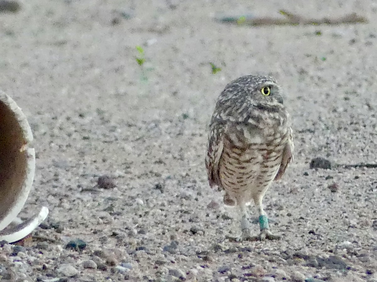 Burrowing Owl - ML643780949