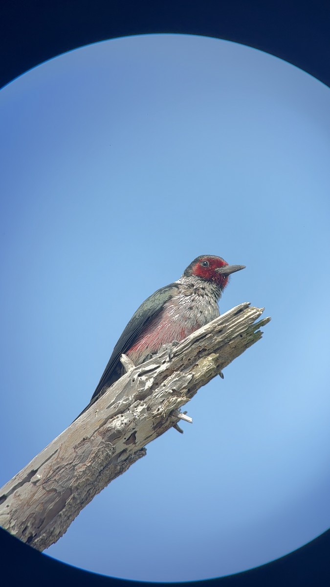 Lewis's Woodpecker - ML643780950