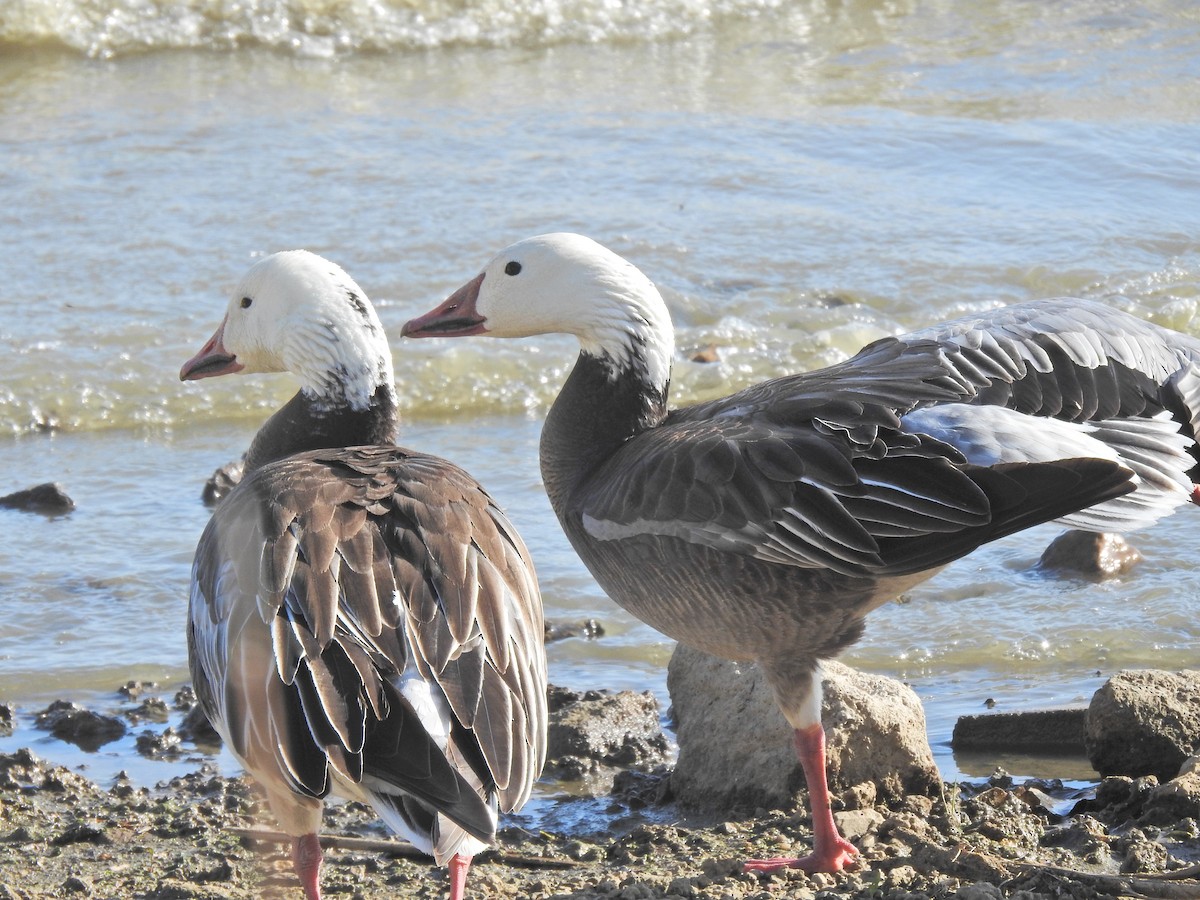 Snow Goose - ML643780956
