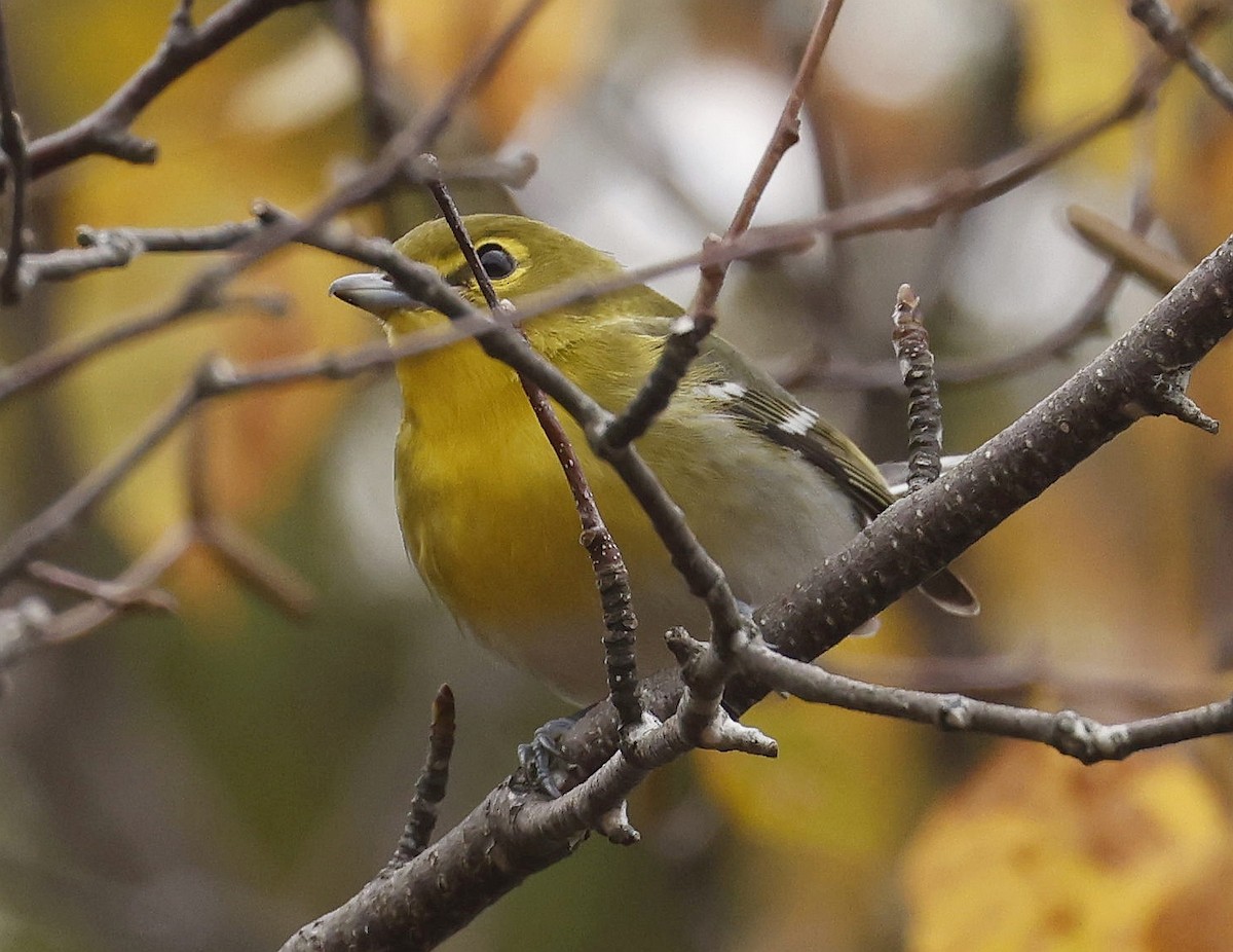 Yellow-throated Vireo - ML643780959
